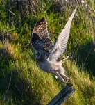 Hibou-des-marais-DSC 2980