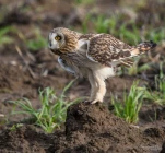 Hibou-des-marais-DSC 2551