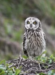 Hibou-des-marais-DSC 0910-2