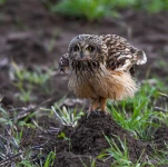 Hibou-des-marais-DSC 2919-2