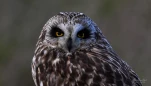 Hibou-des-marais-Z09 5403-GP-2