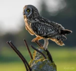 Hibou-des-marais-DSC 5163-4