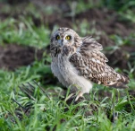 Hibou-des-marais-DSC 1915