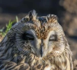 Hibou-des-marais-DSC 8450-2