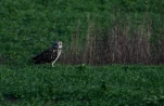 Hibou-des-marais-Z09 0366