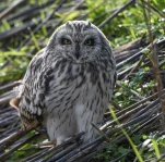 Hibou-des-marais-DSC 1407-2