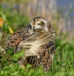 Hibou-des-marais-DSC 6266