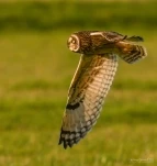 Hibou-des-marais-DSC 3561