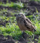 Hibou-des-marais-DSC 1684