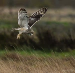 Hibou-des-marais-DSC 9102