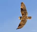 Hibou-des-marais-DSC 4053