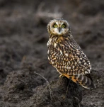 Hibou-des-marais-DSC 3036-2