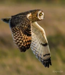 Hibou-des-marais-DSC 8200-gp-2