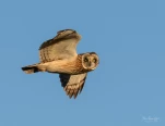 Hibou-des-marais-DSC 0379