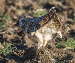 Hibou-des-marais-DSC 8196-2