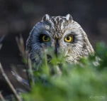 Hibou-des-marais-DSC 1450-2