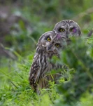 Hibou-des-marais-DSC 2796