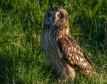 Hibou-des-marais-DSC 0905-2