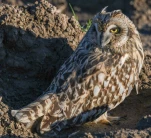 Hibou-des-marais-DSC 8508-2