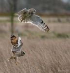 Hibou-des-marais-DSC 9028