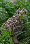 Hibou-des-marais-DSC 0711