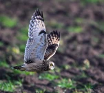 Hibou-des-marais-DSC 5389