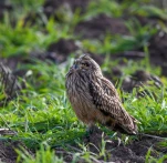 Hibou-des-marais-DSC 1736