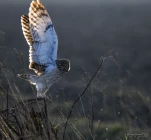 Hibou-des-marais-DSC 7785-2-2