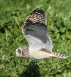 Hibou-des-marais-DSC 3725-2