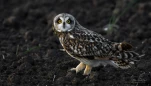 Hibou-des-marais-DSC 0029