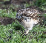 Hibou-des-marais-DSC 1926-2