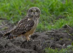 Hibou-des-marais-DSC 2959
