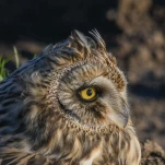 Hibou-des-marais-DSC 8524-2