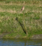 Hibou-des-marais-DSC 2002-2