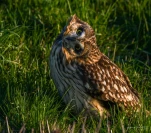 Hibou-des-marais-DSC 1107