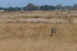Hibou-des-marais-DSC 2012