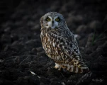 Hibou-des-marais-DSC 9998