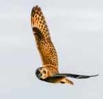 Hibou-des-marais-insolite-DSC 3302