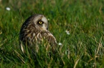 Hibou-des-marais-DSC 0112