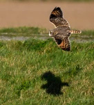 Hibou-des-marais-Z09 8839