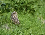 Hibou-des-marais-DSC 2440-2