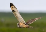 Hibou-des-marais-Z09 2750