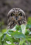 Hibou-des-marais-DSC 3088-2