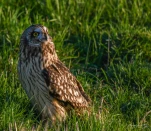 Hibou-des-marais-DSC 0974