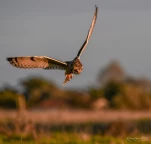 Hibou-des-marais-DSC 3426