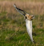 Hibou-des-marais-proie-campagnol-DSC 7968