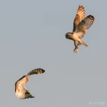 Hibou-des-marais-combat-DSC 5035