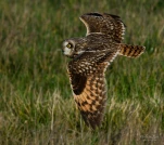 Hibou-des-marais-DSC 0127