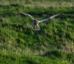 Hibou-des-marais-DSC 4617