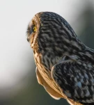 Hibou-des-marais-DSC 5161-4